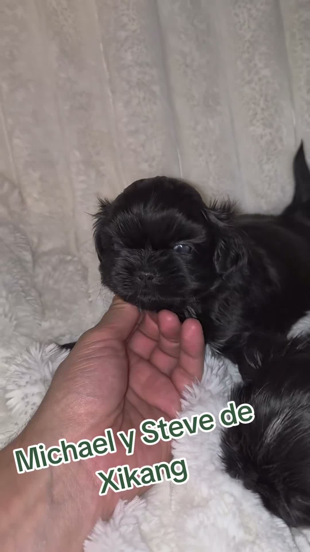 Shih Tzu perros en venta: Machitos negros  - Video 1