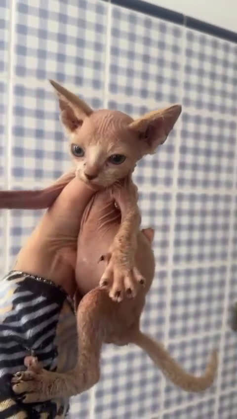 Sphynx gatos en venta: Gatitos Sphynx - Video 1