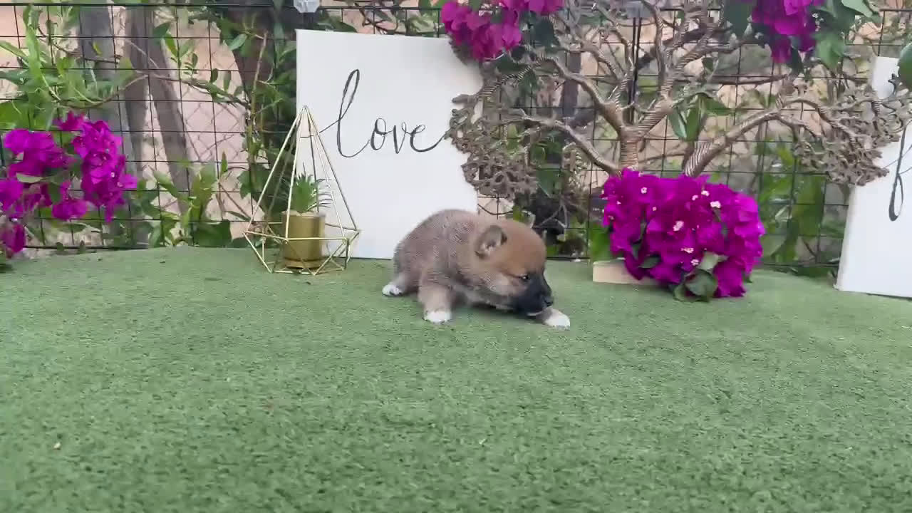 Shiba Inu perros en venta: Rojos y negros Shiba Inu  - Video 3