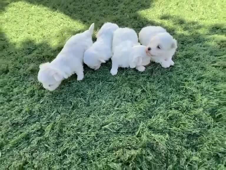Bichón Maltés perros en venta: Bichon Maltes  - Video 2