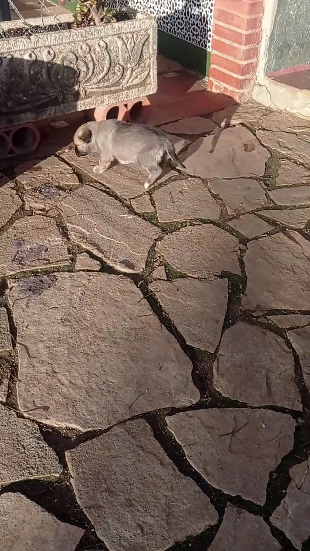 Mastín Español perros en venta: Cachorros de mastín español en Málaga - Video 3