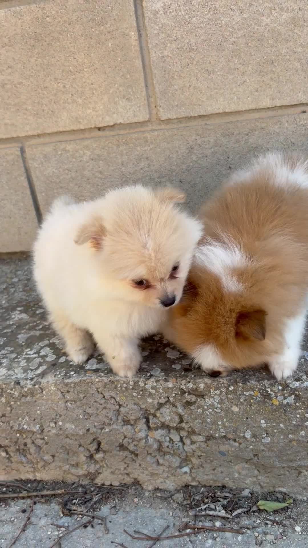 Pomerania perros en venta: Pomerania mini toy - Video 1