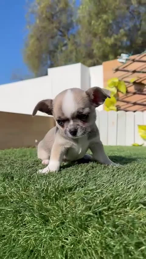 Chihuahua perros en venta: CHIHUAHUA  - Video 1