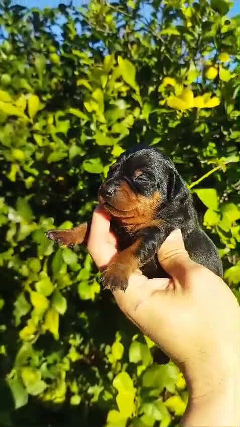 Pinscher Miniatura perros en venta: Mini pinscher negros y rojos  - Video 1