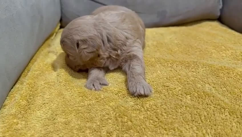 Labradoodle perros en venta: Hembras raza Labardoodle  - Video 4