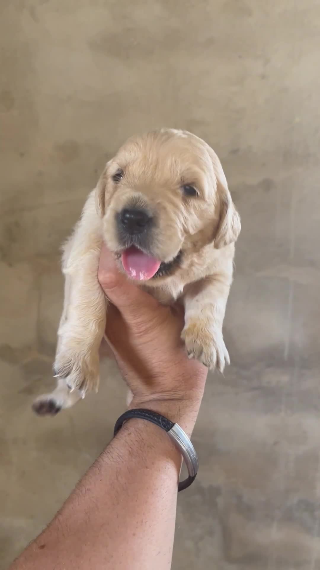Golden Retriever perros en venta: GOLDEN RETRIEVER DE CAMPEONES en Alicante - Video 3