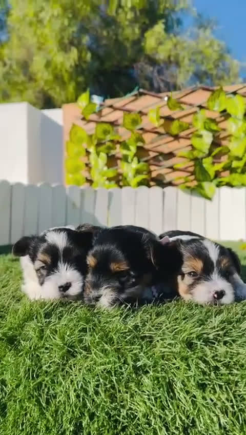 Yorkshire Terrier perros en venta: YORKSHIRE BIEWER - Video 1