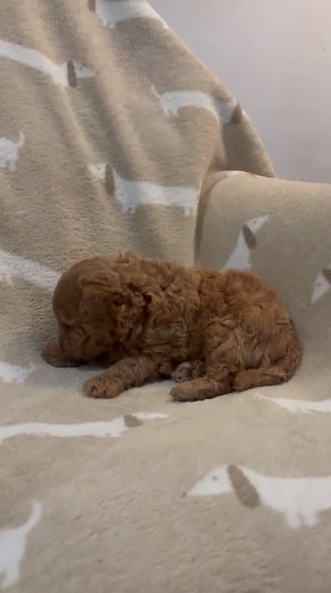 Caniche Toy perros en venta: Caniche toy rojo disponible  - Video 1