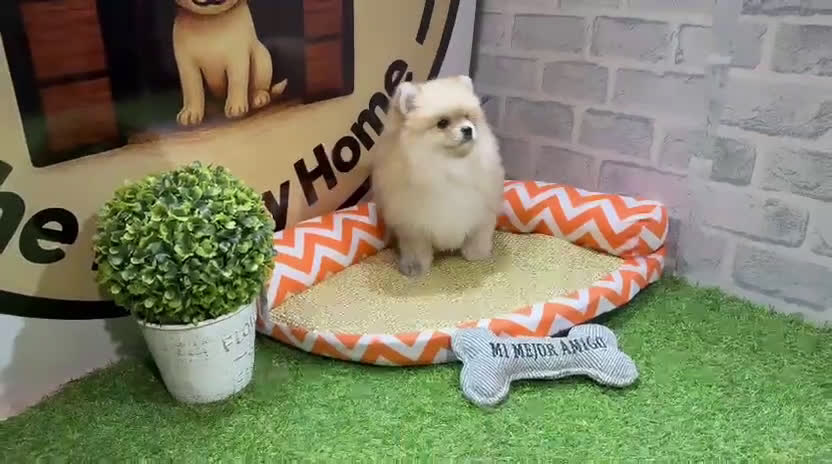 Pomerania perros en venta: POMERANIA HEMBRA - Video 1