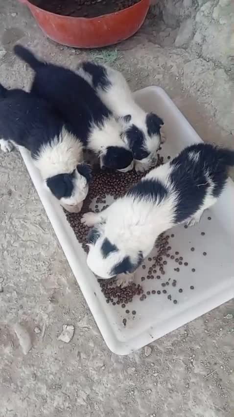 Border Collie perros en venta: Border collies blancos y negros - Video 2