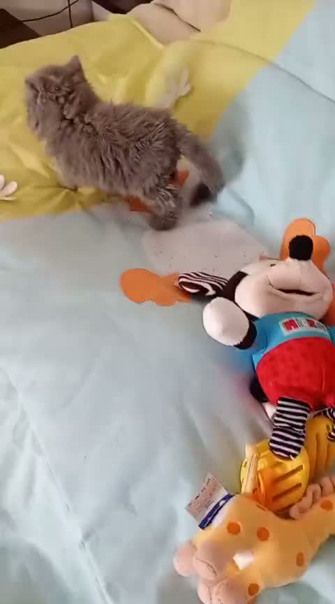Persa gatos en venta: Disponible gatitos persa himalayo  - Video 2