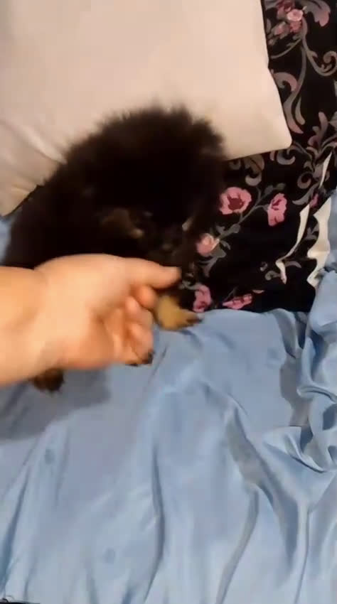 Pomerania perros en venta: Último macho de pomerania 4 meses  - Video 1