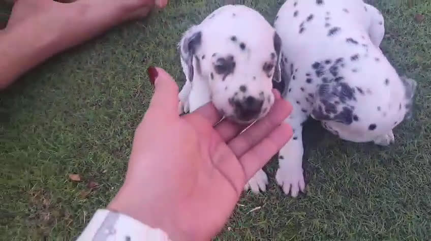 Dálmata perros en venta: Dalmatas - Video 1