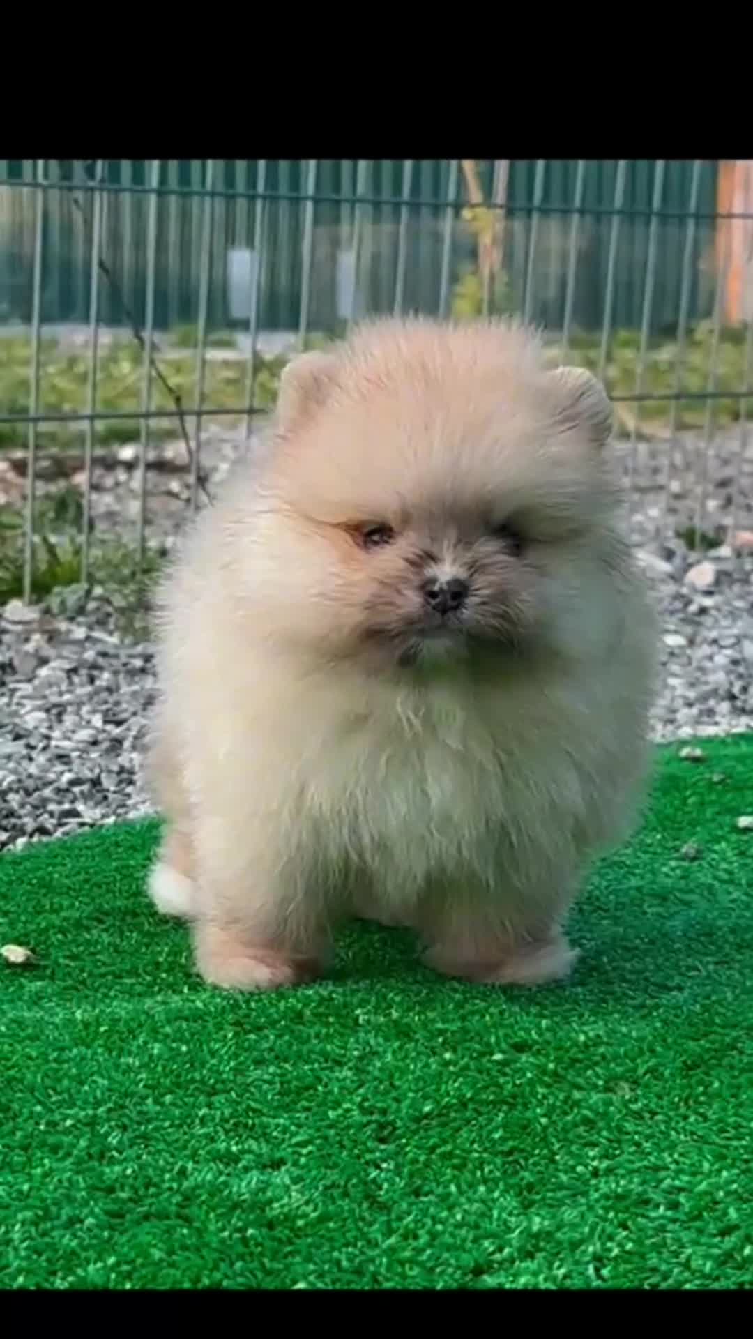 Pomerania perros en venta: POMERANIA - Video 1