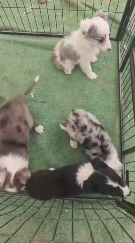 Border Collie perros en venta: Preciosos border collie - Video 2