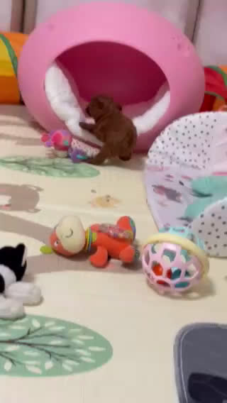 Caniche Toy perros en venta: caniche rojo oscuro  - Video 1