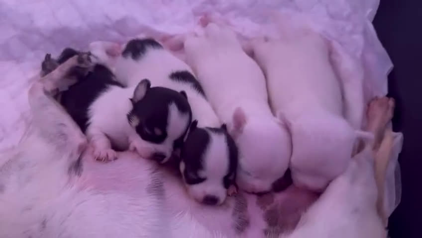 Chihuahua perros en venta: IMPRESIONANTES CHIHUAHUAS MINI TOYS  - Video 1