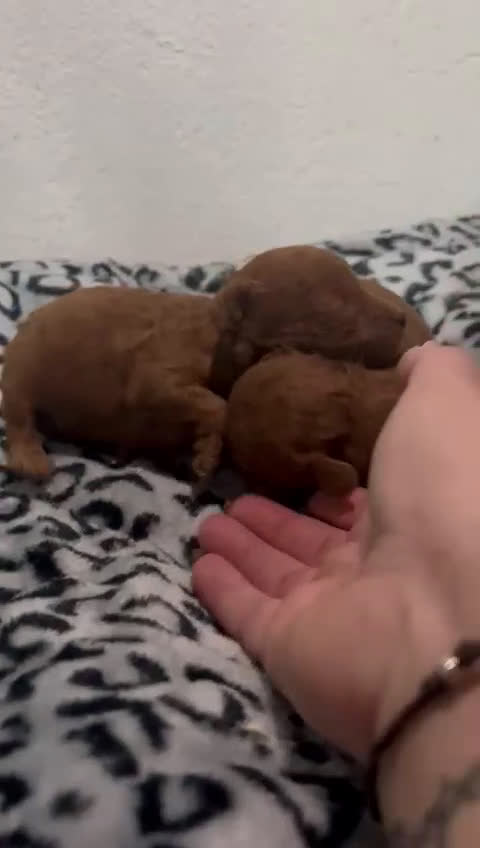 Caniche Toy perros en venta: Caniches toys - Video 4