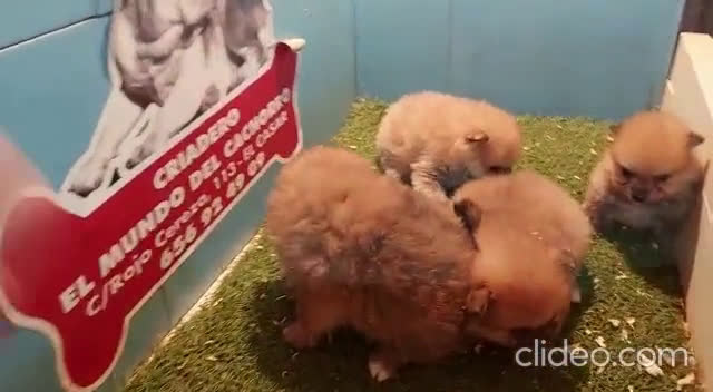 Pomerania perros en venta: CAMADA DE POMERANIA en Madrid - Video 1