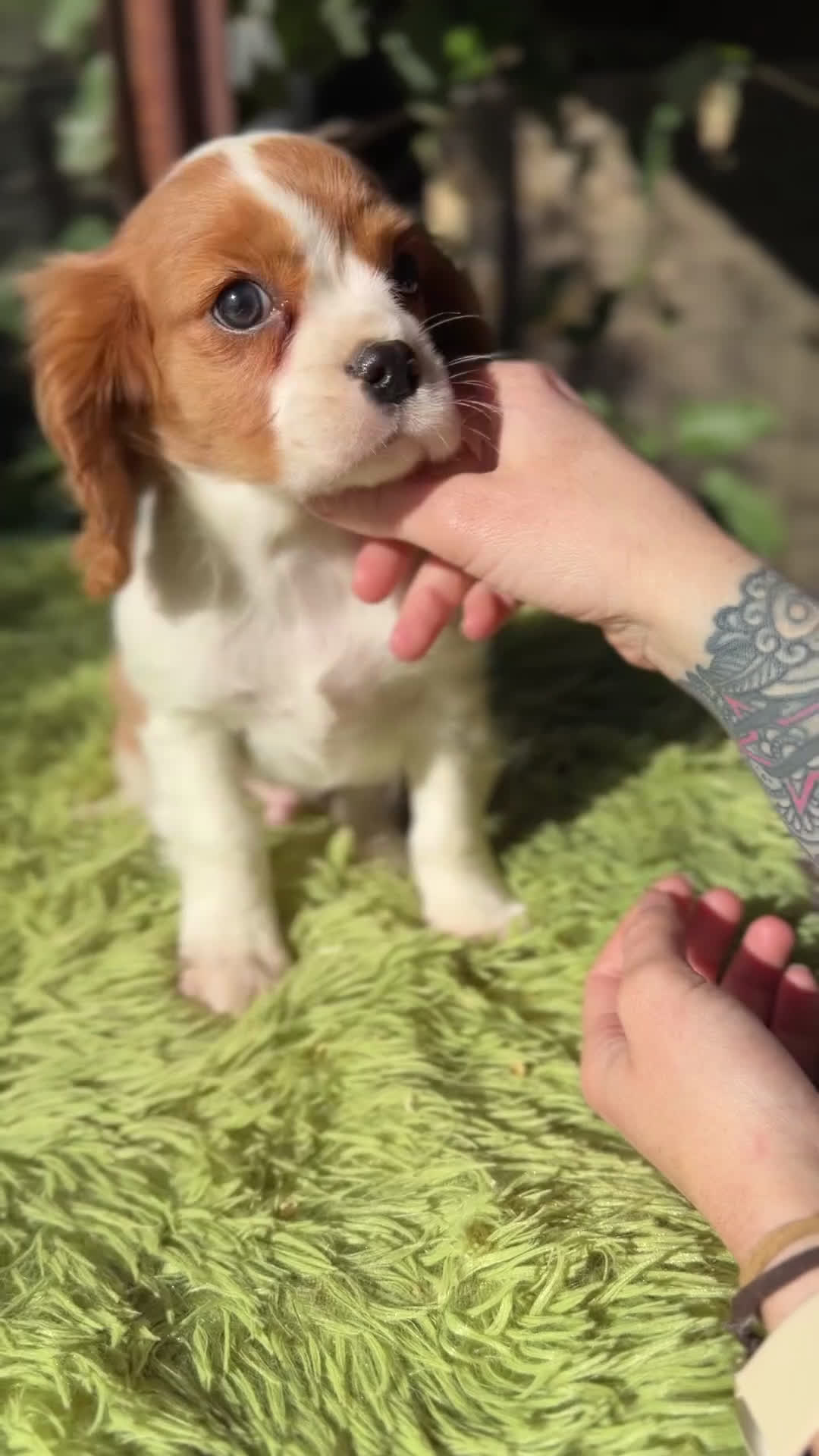 Cavalier King Charles Spaniel perros en venta: Cavalier King Blenheim  - Video 1