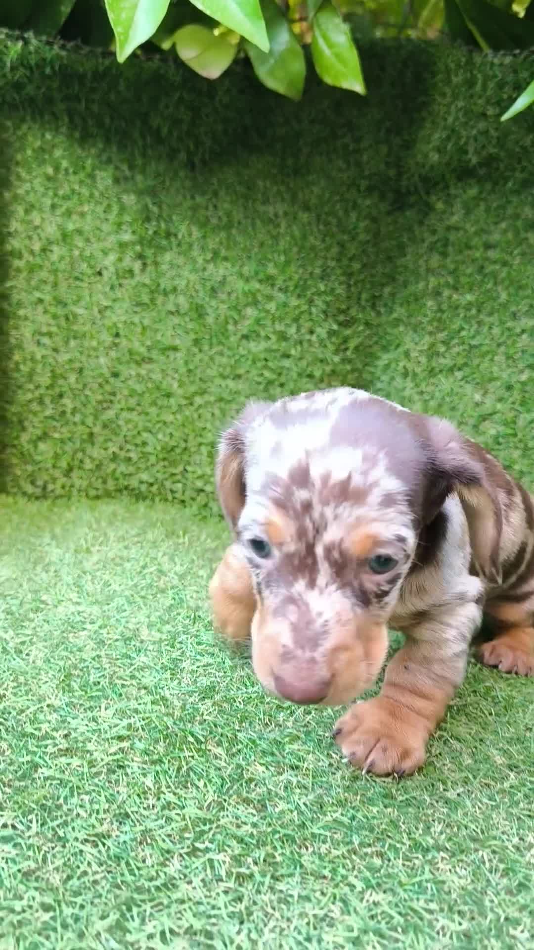 Teckel perros en venta: camada teckel arlequín chocolates  - Video 5