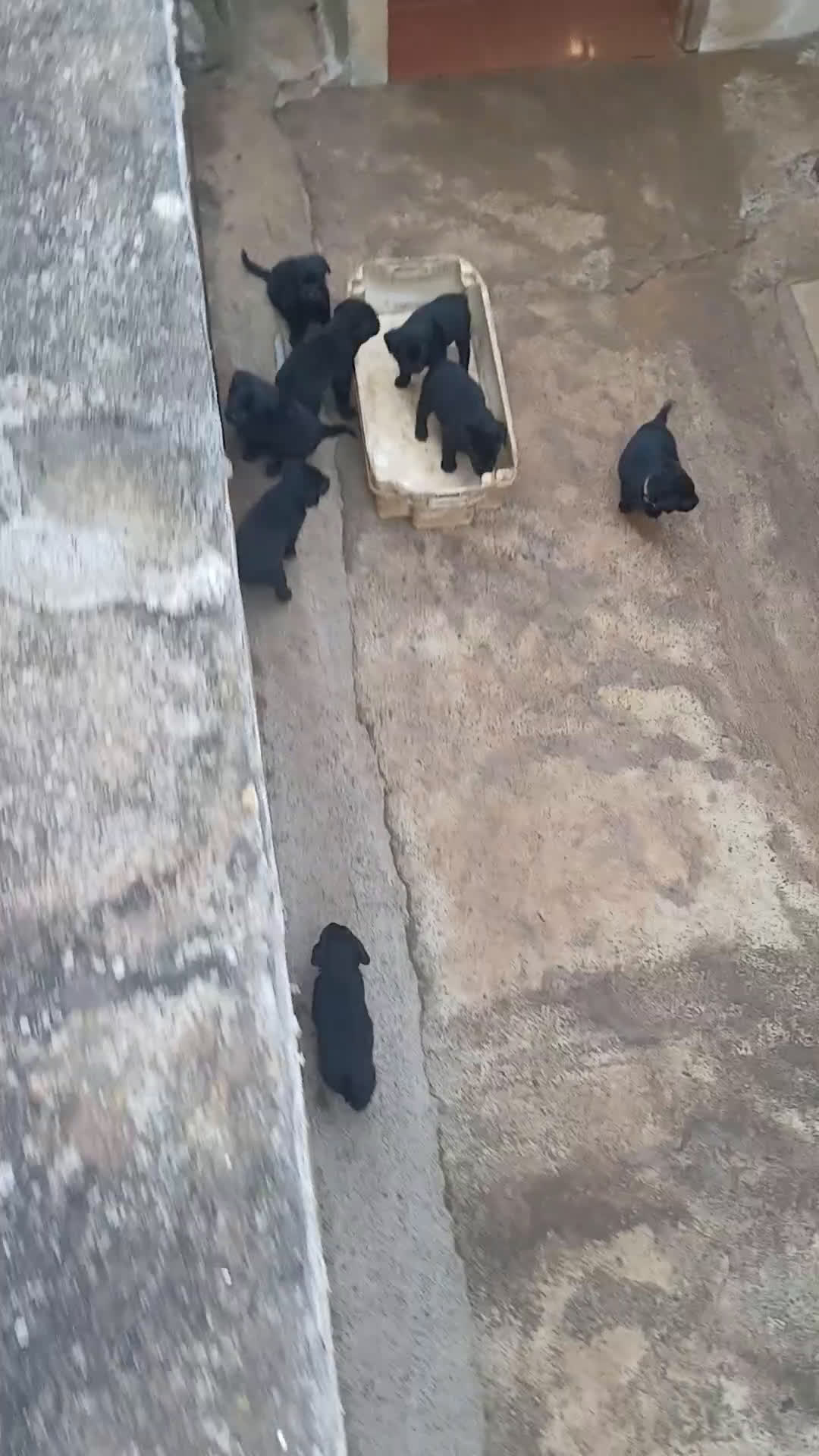 Labrador Retriever perros en venta: Cachorros de Labrador Retriever - Video 1