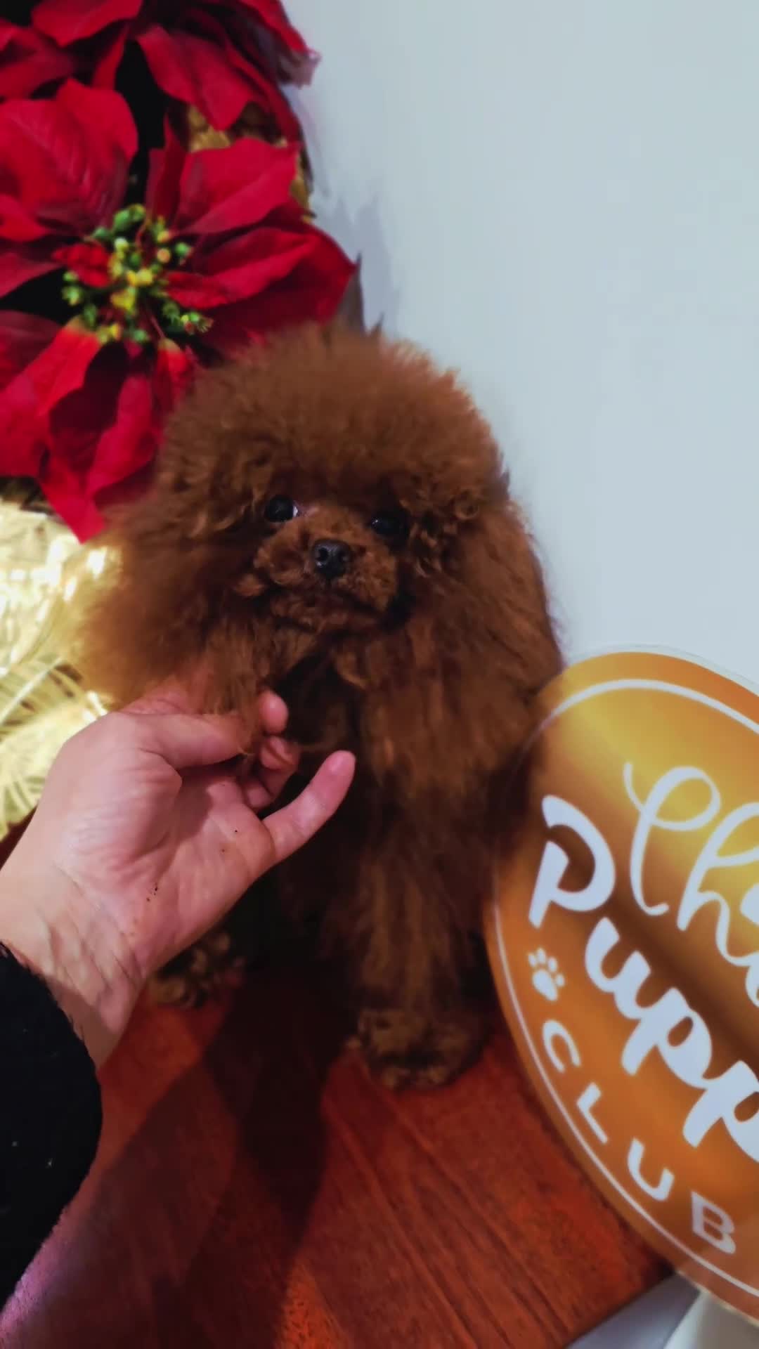 Caniche Toy perros en venta: Caniche Toy hembra rojo oscuro Líneas asiáticas   - Video 4