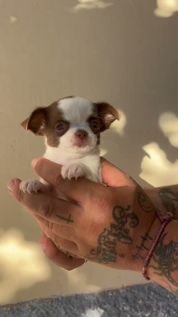 Chihuahua perros en venta: Chihuahua  - Video 1