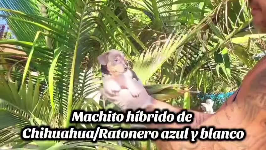 Raza Mixta perros en venta: Hibridos de chihuahua con ratonero,azules - Video 2