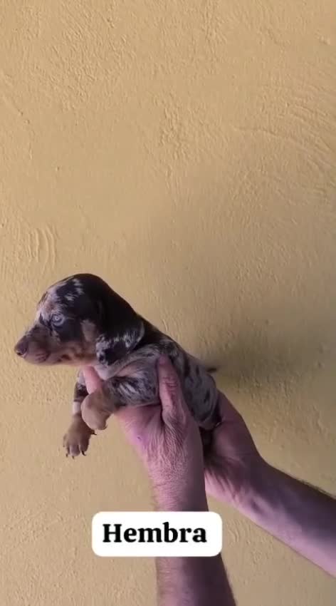 Teckel perros en venta: Teckel hembra - Video 1