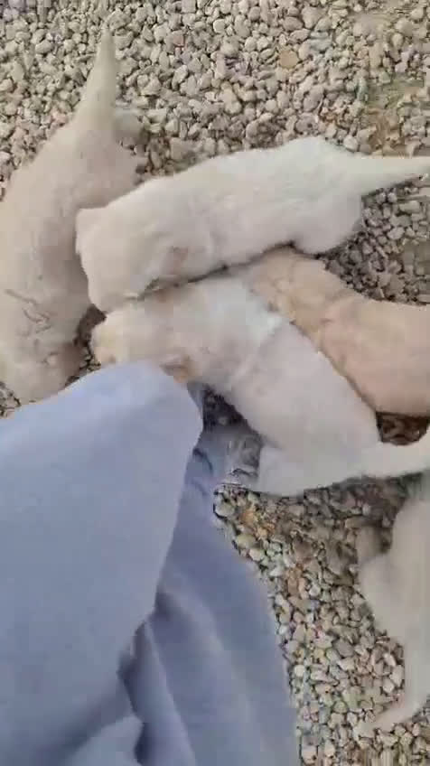 Golden Retriever perros en venta: Golden retrivier  - Video 1