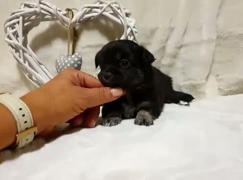 Chihuahua perros en venta: Chihuahua  - Video 1