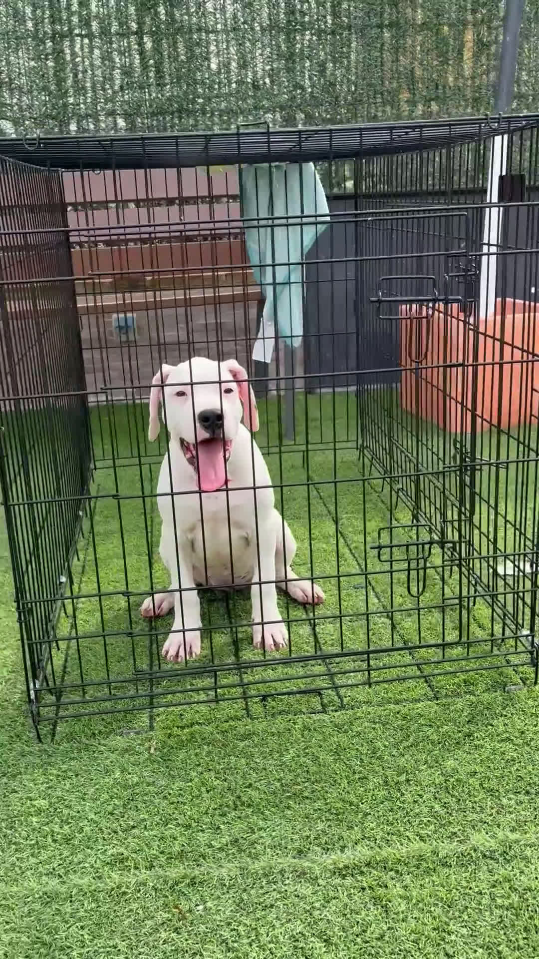 Dogo Argentino perros en venta: Digas argentinas  - Video 2