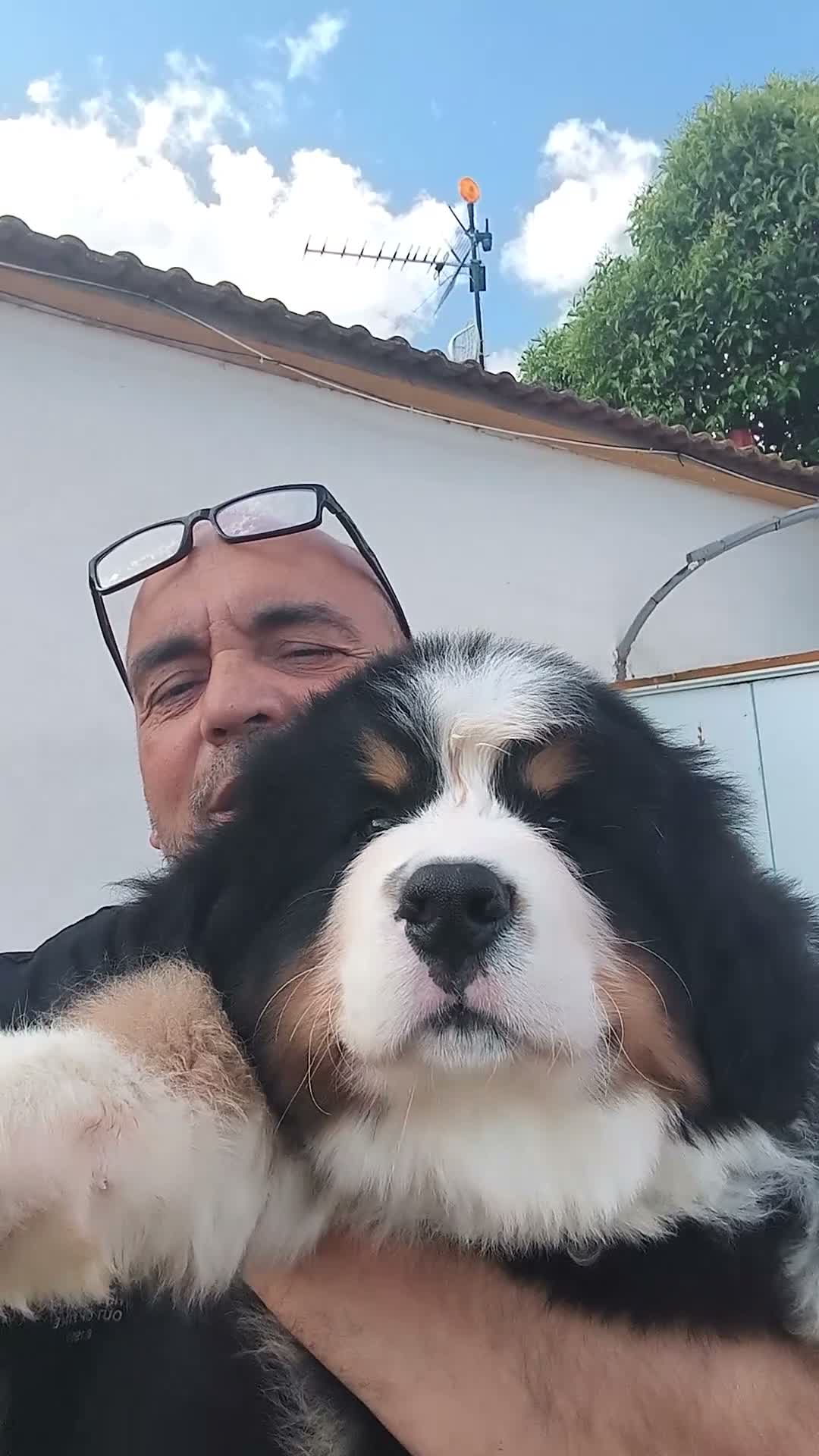 Boyero de Berna perros en venta: Boyero de berna  - Video 1