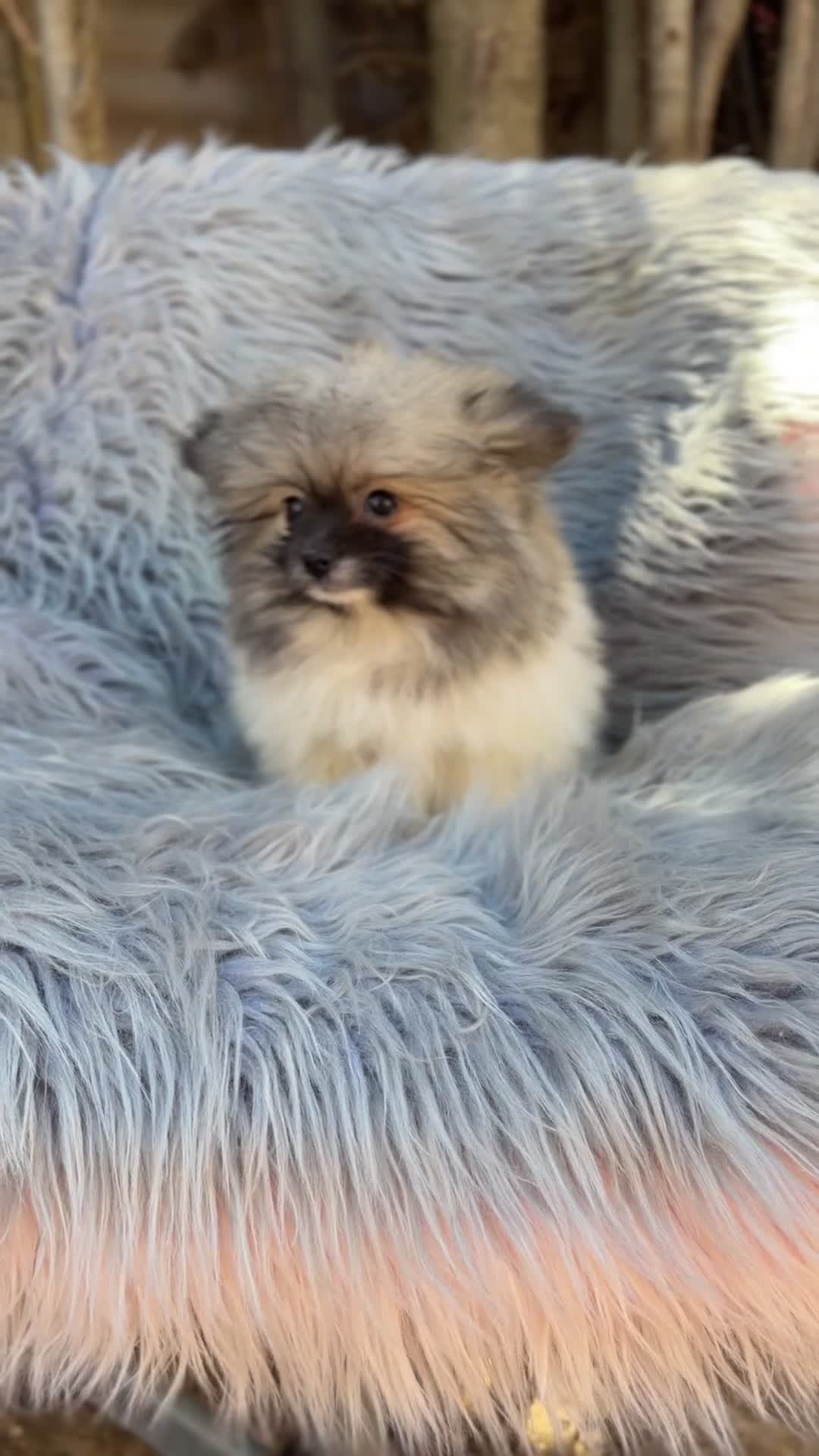 Pomerania perros en venta: Pomerania Toy   - Video 1