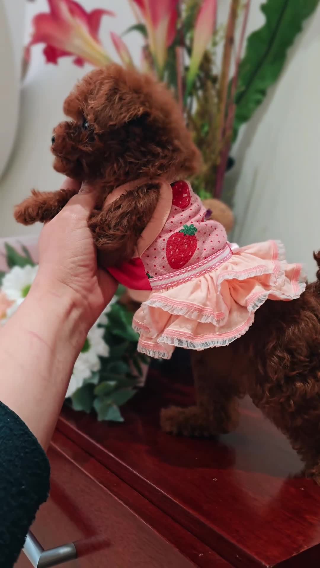 Caniche Toy perros en venta: Caniche Toy hembra rojo oscuro Líneas asiáticas   - Video 1