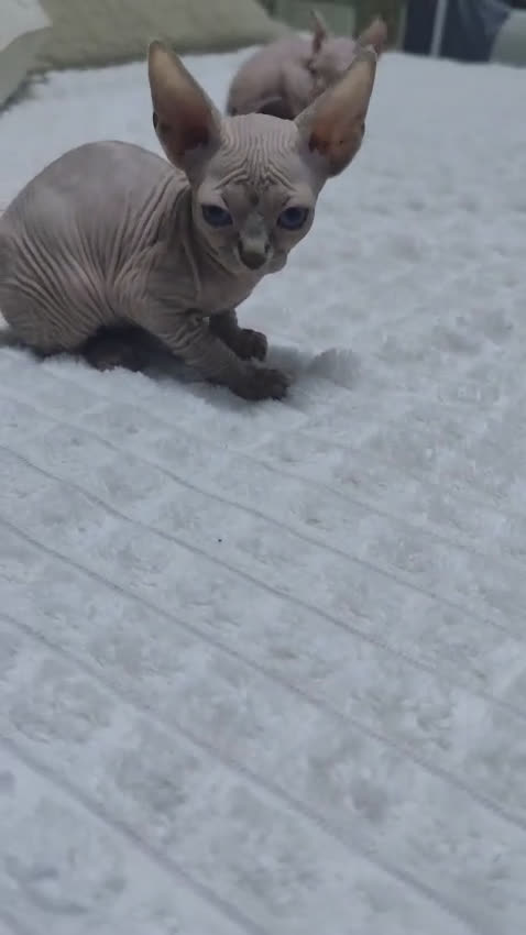 Mau Egipcio gatos en venta: GATO EGIPCIO  - Video 2