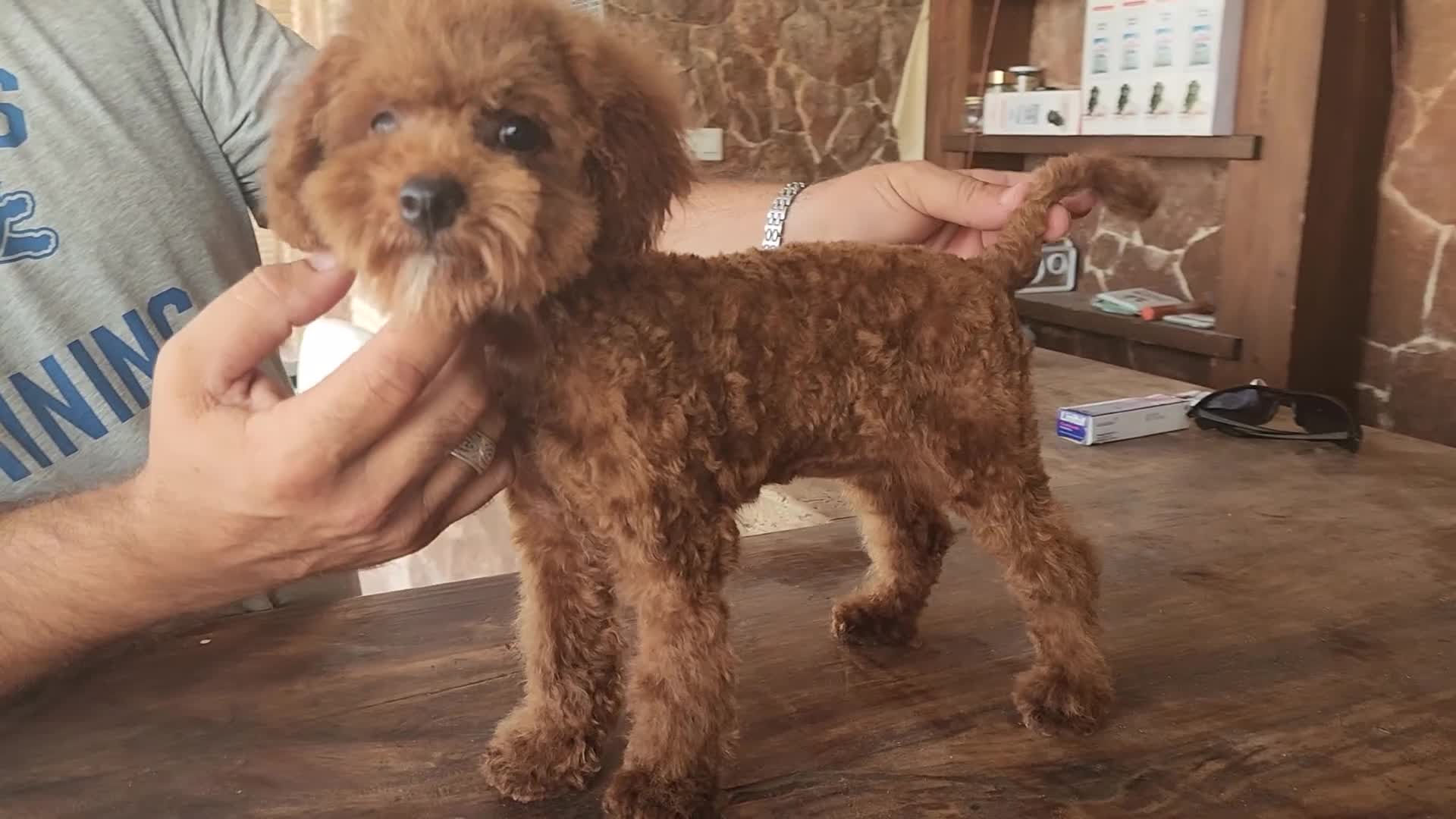 Caniche Toy perros en venta:  Caniche toy hembrita precio real - Video 1