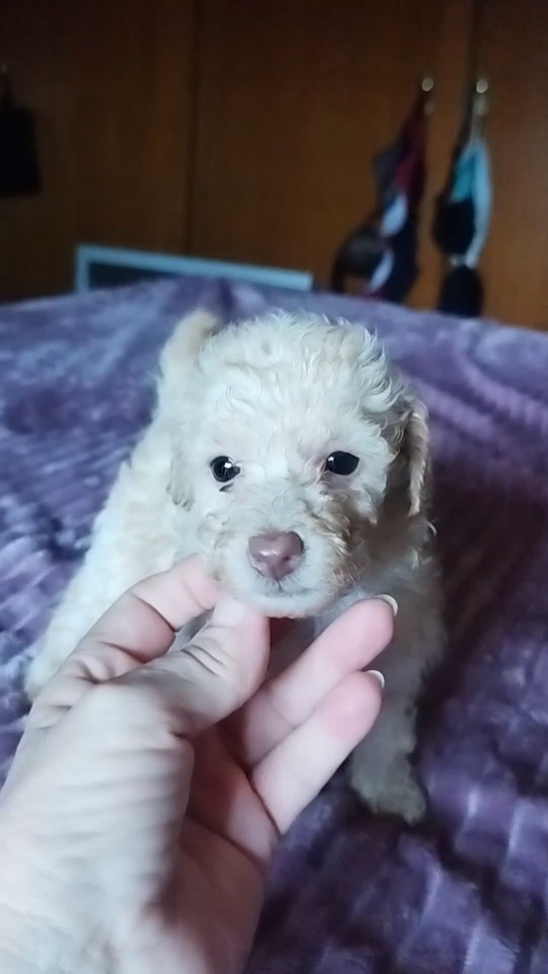 Caniche Toy perros en venta: CANICHE TOY HEMBRA OPORTUNIDAD  - Video 1