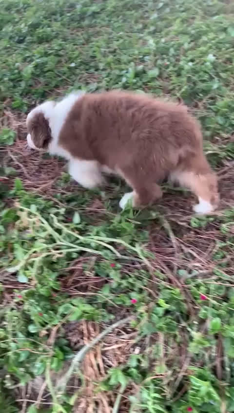 Pastor Australiano perros en venta: Cachorro PASTOR AUSTRALIANO  - Video 2