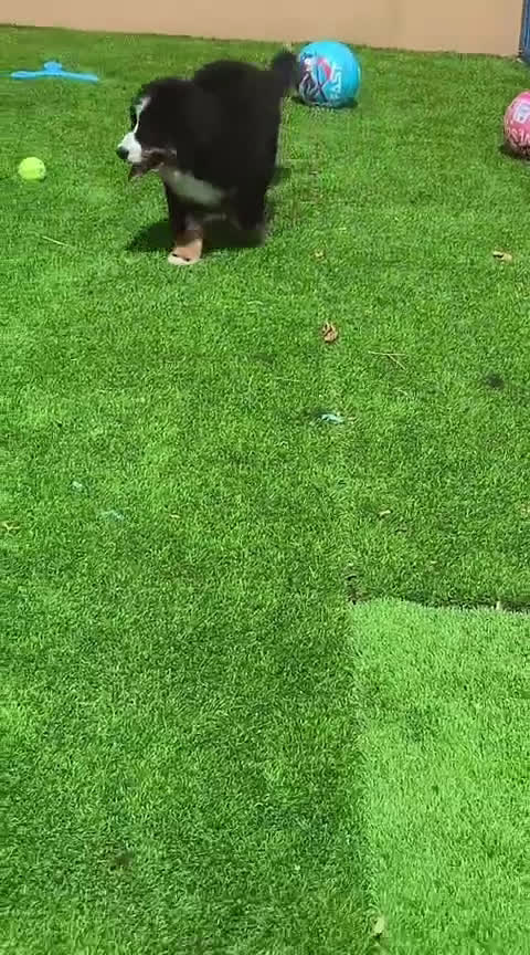 Boyero de Berna perros en venta: Boyeros de Berna impresionantes - Video 2