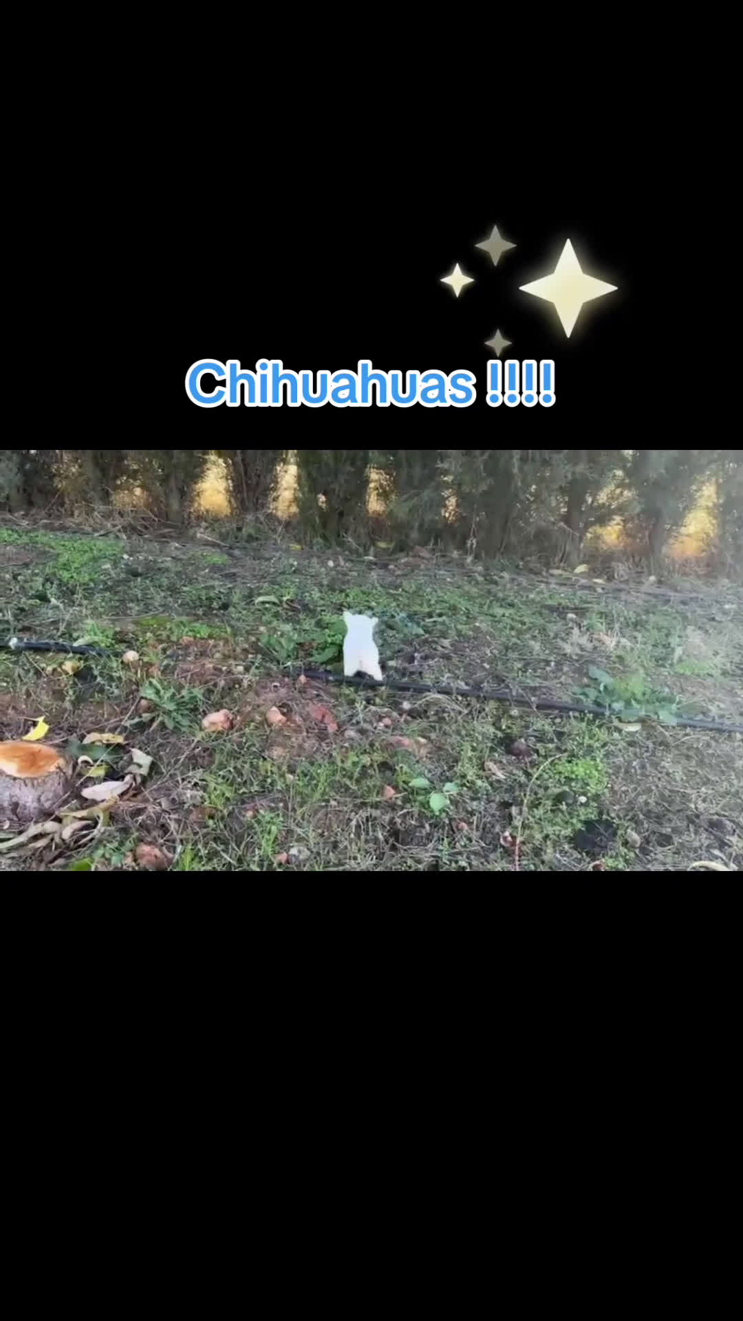 Chihuahua perros en venta: Chihuahua cabeza Manzana  - Video 1