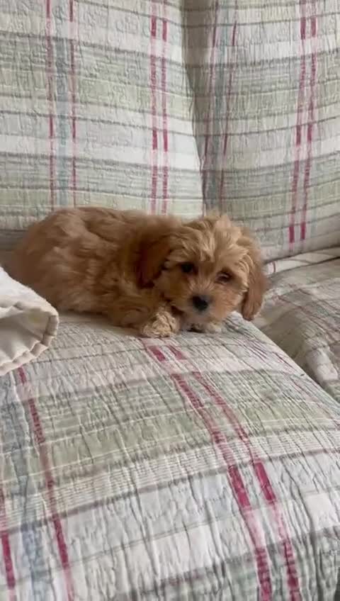 Maltipoo perros en venta: Maltipoo mini última!! - Video 1
