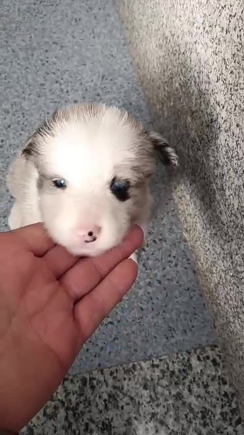 Border Collie perros en venta: Bordér collie  - Video 1