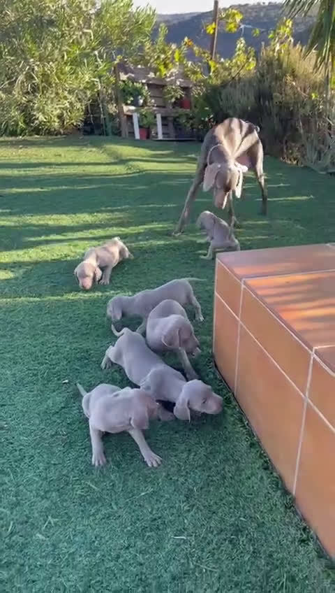 Braco Alemán de Pelo Corto perros en venta: Braco weymar  - Video 2