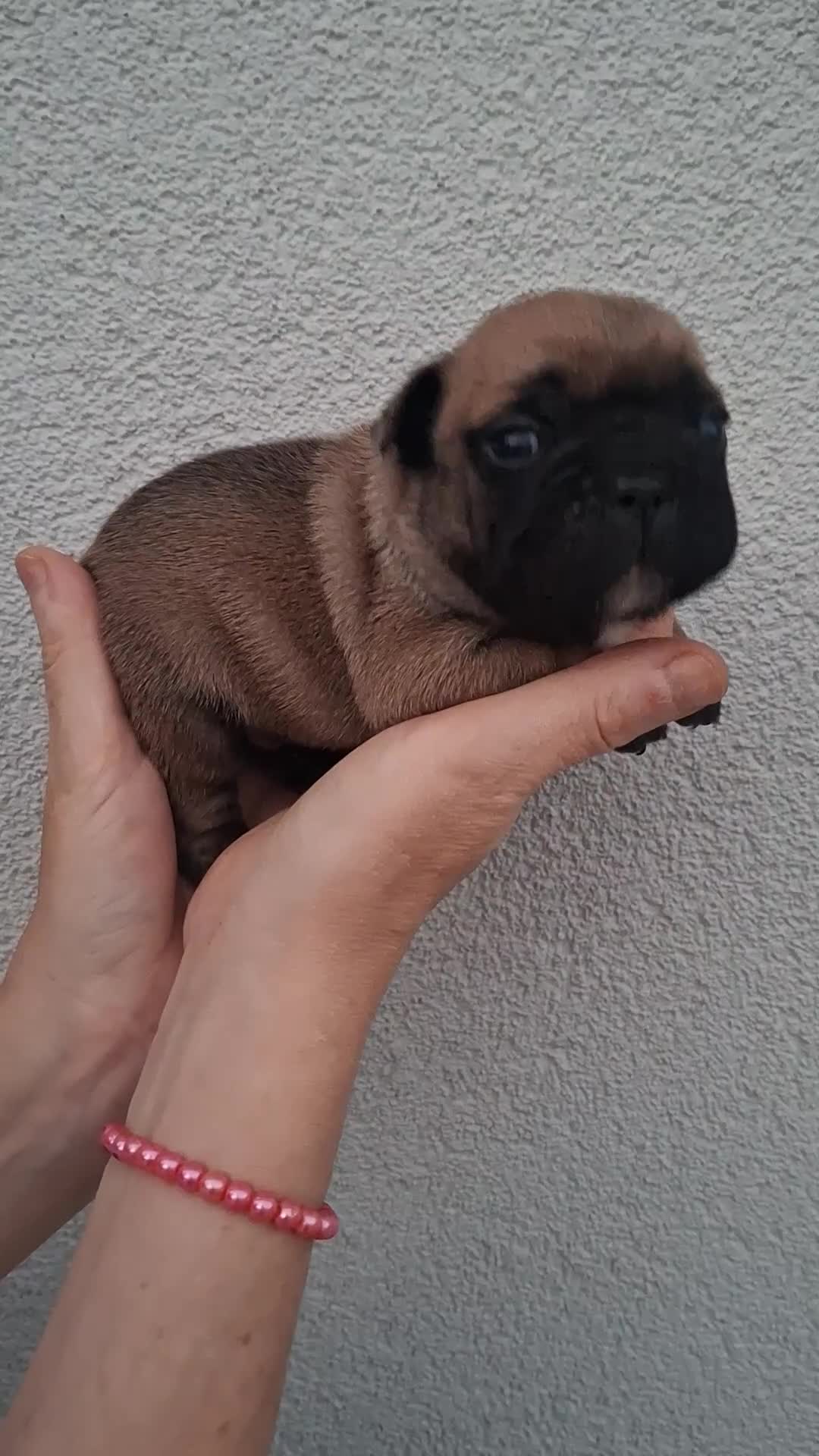 Bulldog Francés perros en venta: Cachorros Bulldog Frances - Video 4