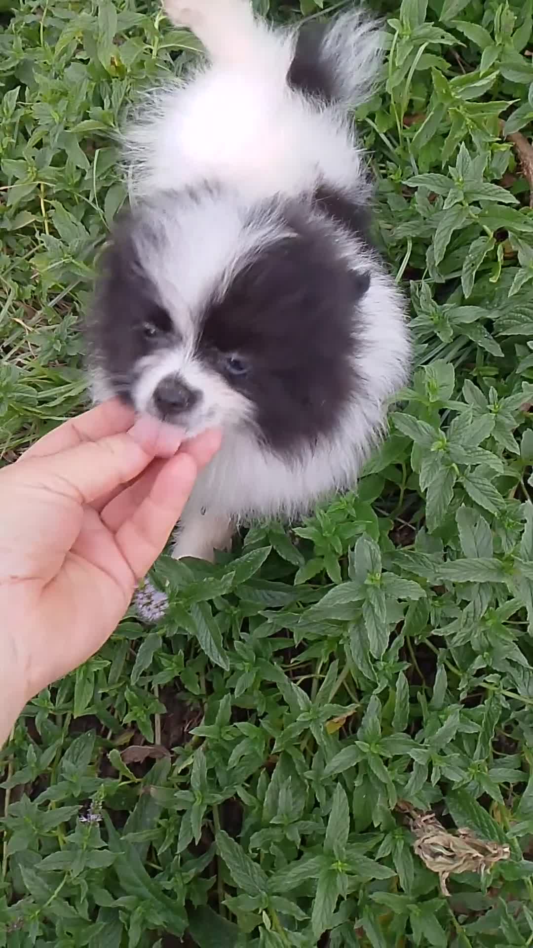 Pomerania perros en venta:  pomerania hembra no enviamos recogida en Córdoba  - Video 2