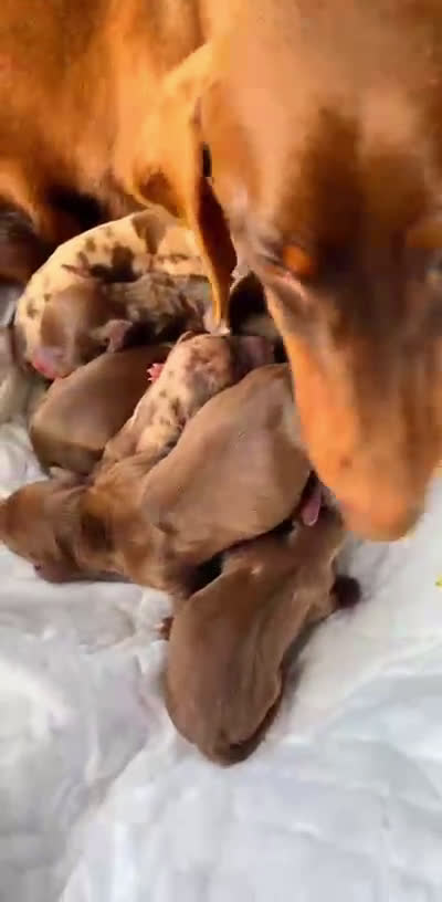 Teckel Miniatura perros en venta: 🤎Teckel chocolate/Arlequín🤎💎Reserva Abierta 💎 - Video 1