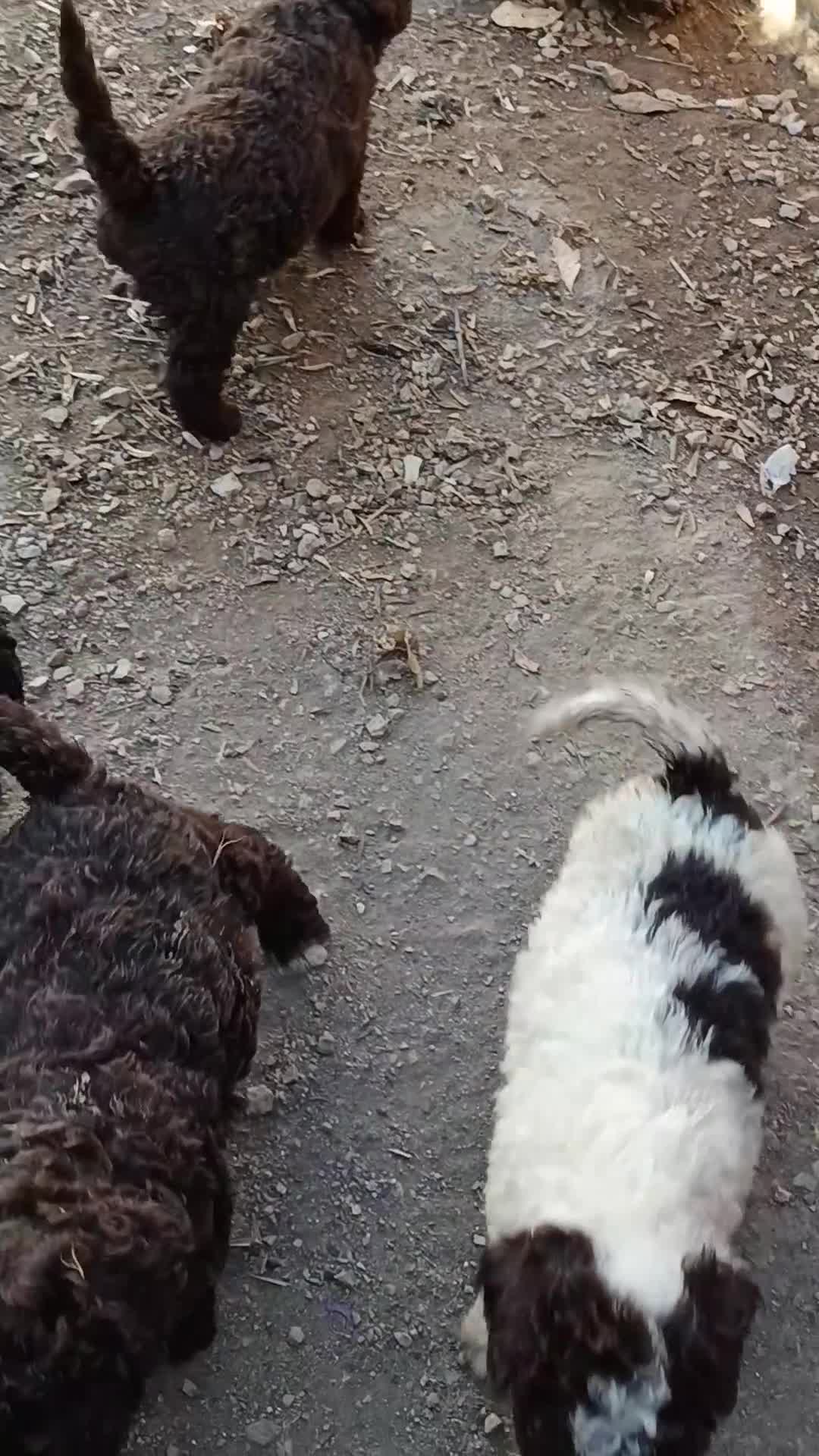 Perro de Agua Español perros en venta: Perro de agua  - Video 2