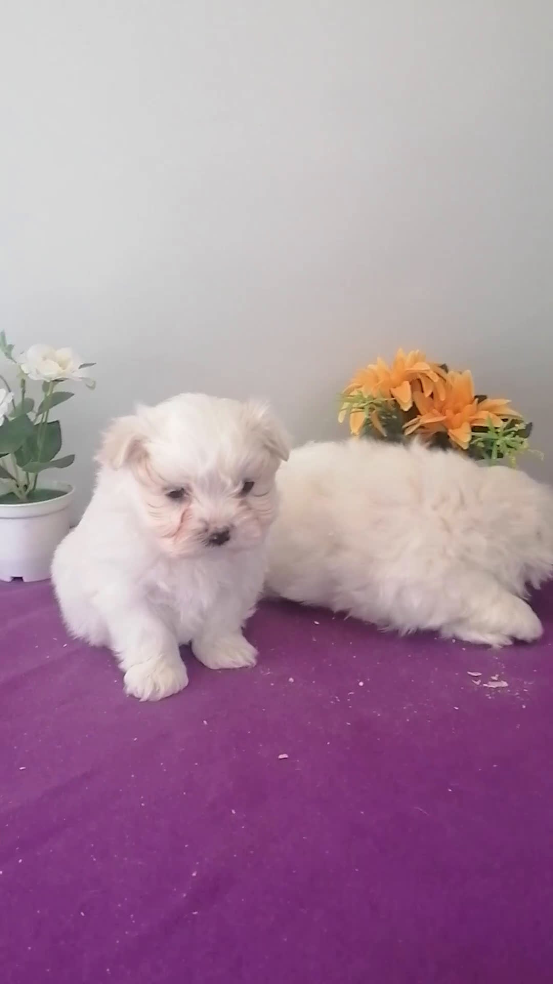 Bichón Maltés perros en venta: Preciosa camada de bichon maltés muy bonitos  - Video 1